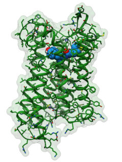 3D-Strukturenmodell des neuartigen Analgetikums PZM21 (blau mit rot und gelb) gebunden an den μ-Opioidrezeptor (grün), der für seine Wirkung verantwortlich ist. (Grafik: FAU/Jonas Kaindl)