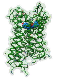 3D-Strukturenmodell des neuartigen Analgetikums PZM21 (blau mit rot und gelb) gebunden an den μ-Opioidrezeptor (grün), der für seine Wirkung verantwortlich ist. (Grafik: FAU/Jonas Kaindl)