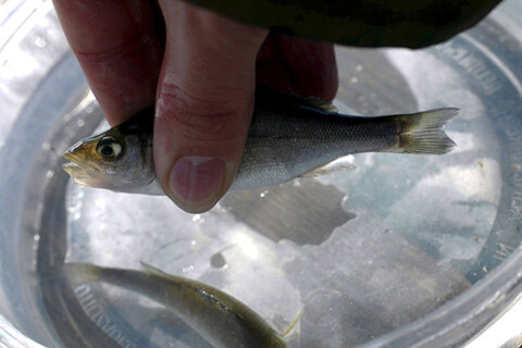 Zum Artikel "Spürnase im Einsatz für die Wissenschaft: Wenn der Fisch „muffig“ riecht"
