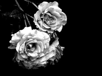 Das Bild zeigt zwei weiße Rosen vor einem schwarzen Hintergrund.