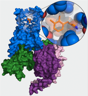 Neu hochauflösende Struktur des alpha2B-Adrenozeptors (blau) im Komplex mit dem Arzneistoff Dexmedetomidin (orange) und dem GO Protein (grün, violett, rosa). (Grafik: FAU/Jonas Kaindl)
