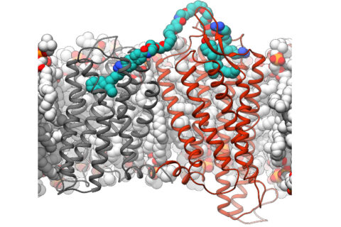 Computermodell eines bivalenten Liganden in einem Dopamin-Neurotensinrezeptor-Dimer (Grafik: Dr. Jonas Kaindl, FAU)