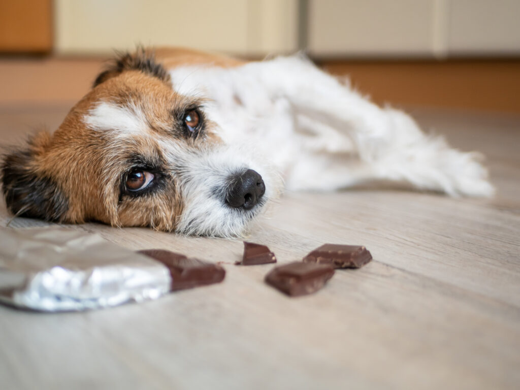 Das Foto zeigt einen Terrier, der auf dem Fußboden liegt und traurig in die Kamera schaut. Vor ihm sieht man Stücke einer Schokolade, die er offenbar angefressen hat.